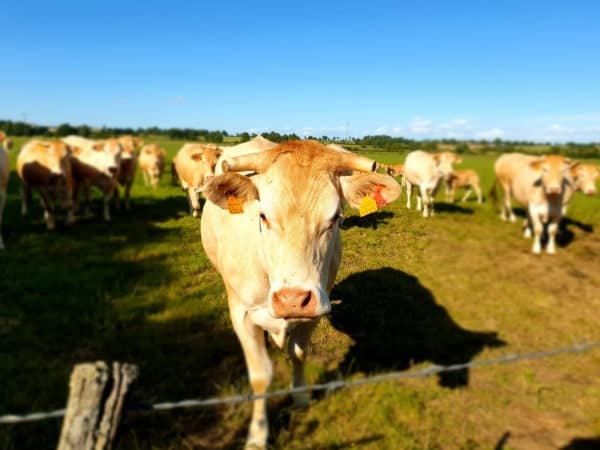 Éleveur bovins race Blonde d'Aquitaine et d'oies gaec villeneuve