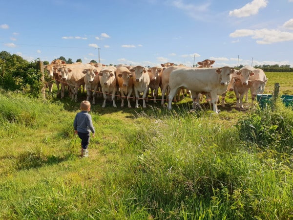 Éleveur bovins race Blonde d'Aquitaine et d'oies gaec villeneuve