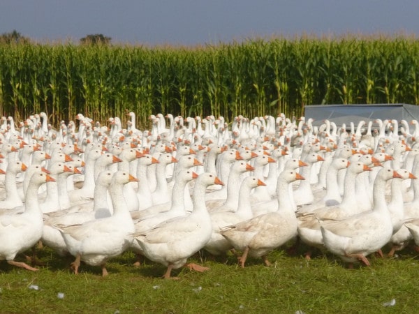 Éleveur bovins race Blonde d'Aquitaine et d'oies gaec villeneuve