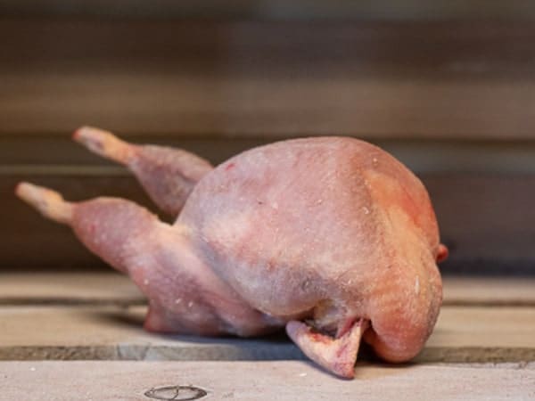 Éleveurs de volailles fines le renard rouge