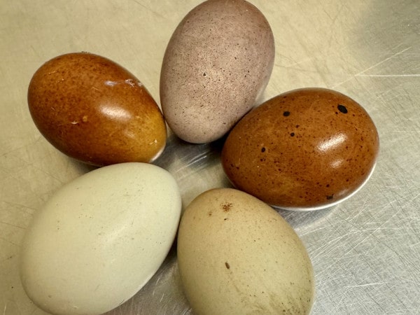 Éleveurs de volailles fines le renard rouge